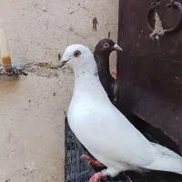 کفتر یا کبوتر پرشی توضیحات رو بخون.