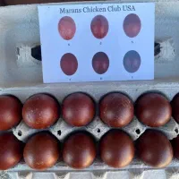 تخم نطفه دار مرغ زینتی با ضمانت صد در صد نطفه