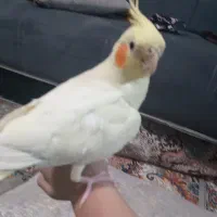 عروس هلندی نرماده رام