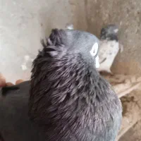 زاغ سینه ای شیخ