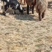 فروش بز، میش،کهره ،بره|حیوانات مزرعه|یاسوج, |دیوار