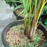 نخل اریکا|گل و گیاه طبیعی|تهران, دهقان|دیوار