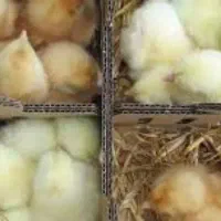 جوجه محلی پاسیاه جوجه گوشتی یک‌روز اصل کارتونی