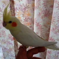 جوجه عروس هلندی