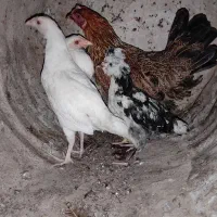 مرغ و جوجه