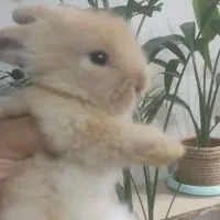 خرگوش
