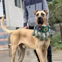 سگ سرابی|سگ|میلاجرد, |دیوار