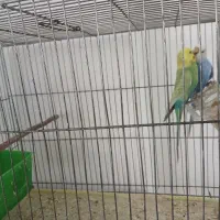 یک جفت مرغ عشق رنگ خاص بازیگوش تخم گذار