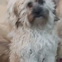 سگ گمشده|حیوانات|ورامین, ورامین|دیوار