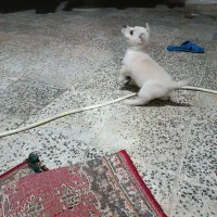 برفی پاکوتاه هرکی ببینه عاشقش میشه|سگ|اقبالیه, |دیوار