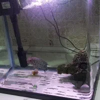 دلسا k390،کامفا،سهره قناری،طوطی،هلندی فنچ