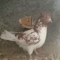 نر وماده پرش سنگین ومیلو بازی دار|پرنده|لاران, |دیوار