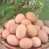 تخم مرغ محلی تازه|خوردنی و آشامیدنی|نیشابور, هفده شهریور|دیوار