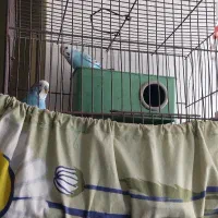 فروش دوجفت مرغ عشق