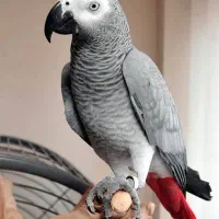 کاسکو دم قرمز فروش فوری