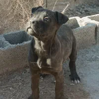 توله سگ روتوایلر و باکسر