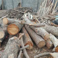 خرید و فروش چوب درختی