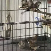 فروش تعدادی فنج گلدین مولد  فنج جغدی شکلاتی