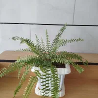 گل طبیعی و مصنوعی|گل و گیاه طبیعی|ایوان, |دیوار