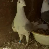 کبوتر|پرنده|قائن, |دیوار