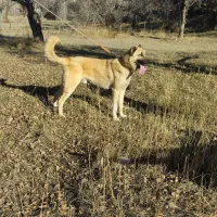 واگذاری سگ سرابی|سگ|عنبران, |دیوار