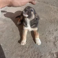 سگ و توله نژاد دارتوپ