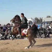 اسب کرد مدرک دار|اسب و تجهیزات اسبسواری|ساوه, |دیوار