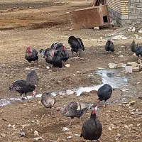 بوقلمون چاق|حیوانات مزرعه|ماهیدشت, |دیوار