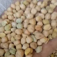 نخود امسال  کیلو ۲۰۰