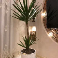نخل یوکا سرحال و زیبا|گل و گیاه طبیعی|مشهد, شیرودی|دیوار
