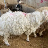 گوسفند زنده نر با قصاب