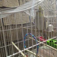عروس هلندی ماده