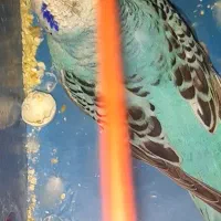 مرغ عشق مولد با ۵ عدد جوجه هاش و مولد روتخم|پرنده|محمدیه-قزوین, |دیوار