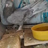 یک جفت کبوتر  پر پر درجه یک به شرط
