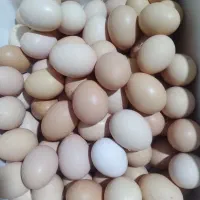 تخم مرغ محلی کاملا ارگانیک