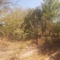 باغ کشاورزی|اجارهٔ دفتر صنعتی، کشاورزی، تجاری|کرمان, |دیوار