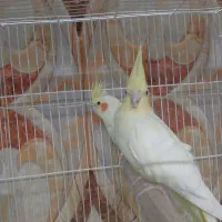 عروس هلندی دستی و سخنگو