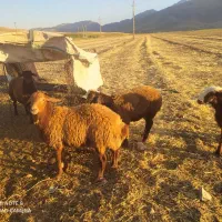 بره نر