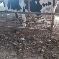 گاو