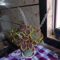 یک عددگل و گلدونش