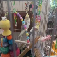 فروش عروس هلندی|پرنده|فولادشهر, مسکن مهر فولادشهر|دیوار