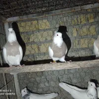 کفترطوق آجری سرکی طوقی شازده سینه سیاه سینه مخمل|پرنده|شیراز, جمال آباد|دیوار