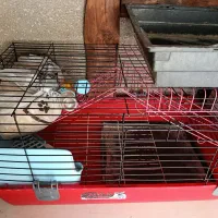 فروش لوازم کامل خرگوش دو قفس