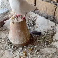 دمبی|پرنده|فلاورجان, |دیوار