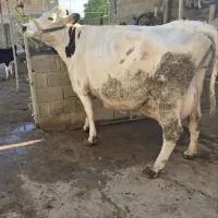 گاو ماده سمینتال شیری اصیل