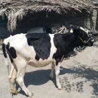 گوساله ماده