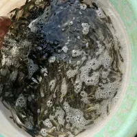 انواع بچه ماهی گرمابی|ماهی|رشت, لاکان|دیوار