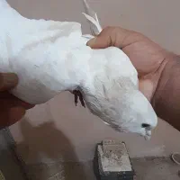 کفتر رنگه|پرنده|سبزوار, خسروجرد|دیوار