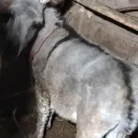 الاغ یکساله نر چاق