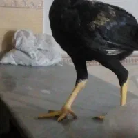 لاری ۸ ماهه